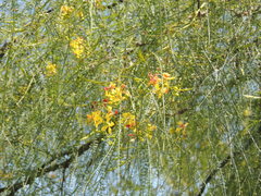 Parkinsonia aculeata