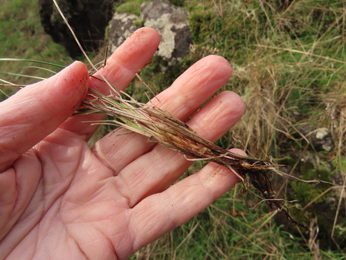 Idaho fescue foliage