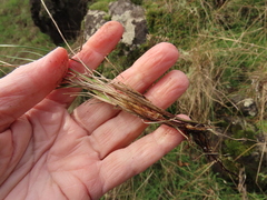 Festuca roemeri
