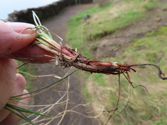 Festuca roemeri