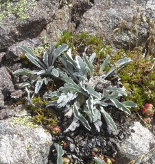 Jacobaea carniolica