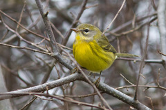 Prairie Warbler photo 6