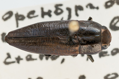 Sphenoptera cuprina