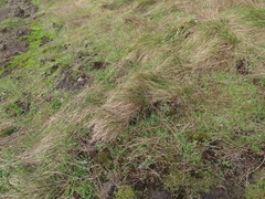 Festuca roemeri