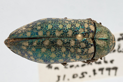 Julodis variolaris