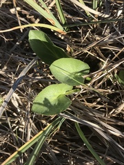 Sanicula maritima