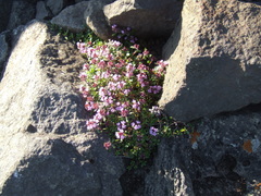 Thymus reverdattoanus