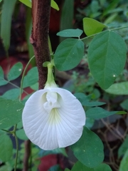 Clitoria ternatea albiflora