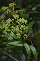 (c) Manuel Campos, some rights reserved (CC BY) Epidendrum melistagum, photograph (c) Manuel Campos, some rights reserved (CC BY)