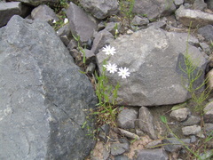 Stellaria edwardsii