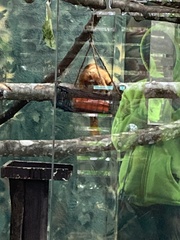 Leontopithecus rosalia