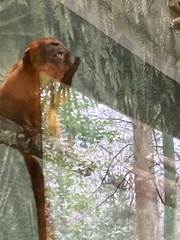 Leontopithecus rosalia