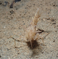 Paracrangon echinata