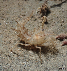 Paracrangon echinata