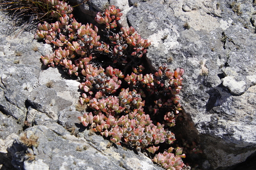Image of Oscularia caulescens by (c) Tony Rebelo, some rights reserved (CC BY-SA)