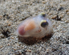 Rossia pacifica