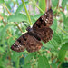 Horace's Duskywing - Photo (c) Katja Schulz, some rights reserved (CC BY)