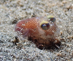 Rossia pacifica
