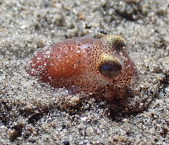 Rossia pacifica