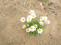 Erigeron silenifolius