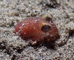Rossia pacifica