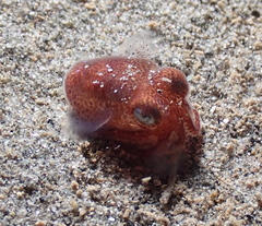 Rossia pacifica