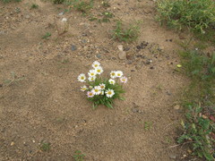 Erigeron silenifolius