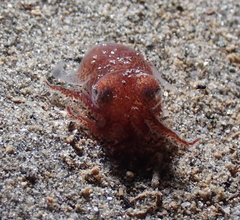 Rossia pacifica