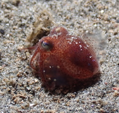 Rossia pacifica