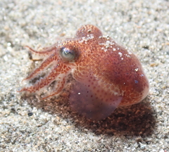 Rossia pacifica