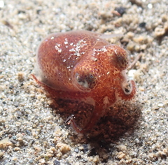 Rossia pacifica