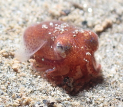 Rossia pacifica