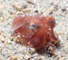 Rossia pacifica