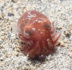 Rossia pacifica