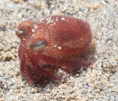Rossia pacifica