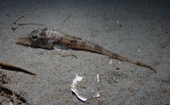 Podothecus accipenserinus