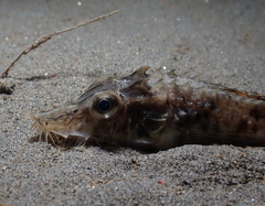 Podothecus accipenserinus
