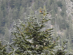 Abies procera