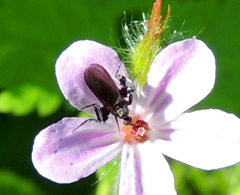 Empis pennipes