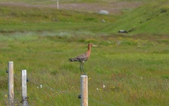 Limosa limosa islandica