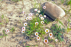 Erigeron silenifolius