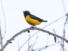 Euphonia trinitatis