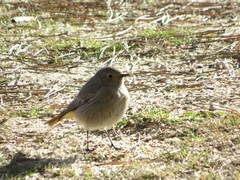 Phoenicurus ochruros
