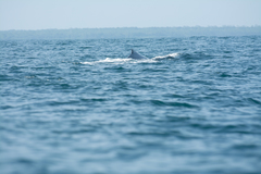 Megaptera novaeangliae