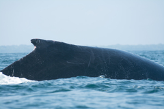 Megaptera novaeangliae