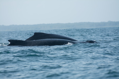 Megaptera novaeangliae