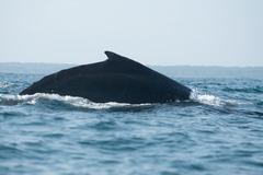 Megaptera novaeangliae