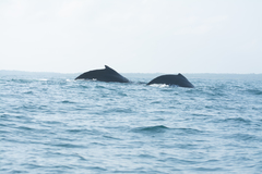 Megaptera novaeangliae