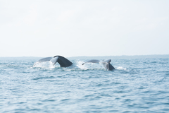 Megaptera novaeangliae