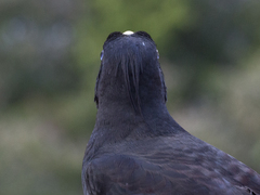 Psarocolius decumanus